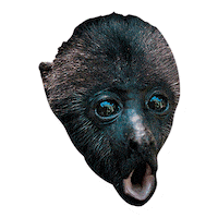 Sanctuary Muuk Sticker by akumalmonkeysanctuary
