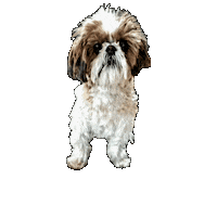 Shih Tzu Cute Animals Sticker by Goatta Be Me Goats! Adventures of Java, Toffee, Pumpkin and Cookie!