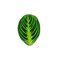 Lemon Lime Plant Sticker by Hankō
