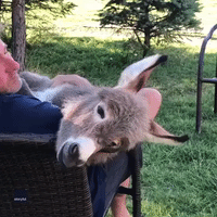 'Honey, Baby, Mine': Man Sings Crawdad Song to His Donkey in Ohio