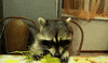 Grape GIF