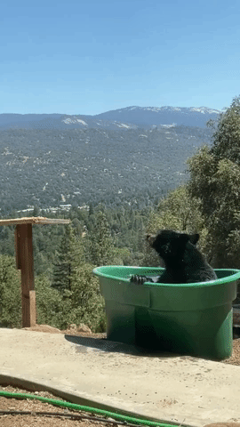 Bear Cools Off in Tub Against Scenic Mountain View