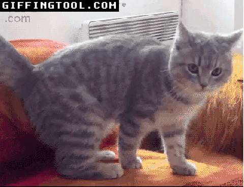 giphyupload GIF