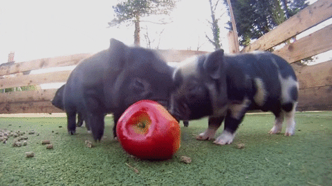fruit pigs GIF