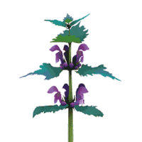 Coentron flowers summertime flowerpower flowering Sticker