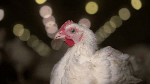 oikeuttaelaimille giphyupload chicken chick finland GIF