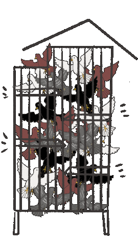 Bird Pigeon Sticker