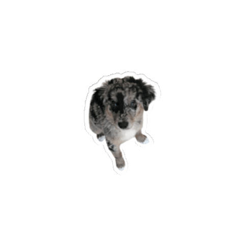 Puppy Aussie Sticker by Crissy Conner