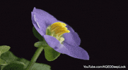GIF by KQEDScience