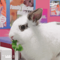 Rabbit Eating GIFs - Find & Share on GIPHY