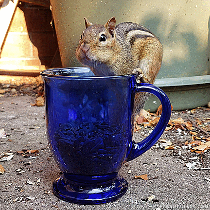 pose mug GIF
