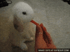 carrot GIF