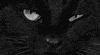 cat GIF