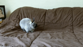 jump rabbit GIF