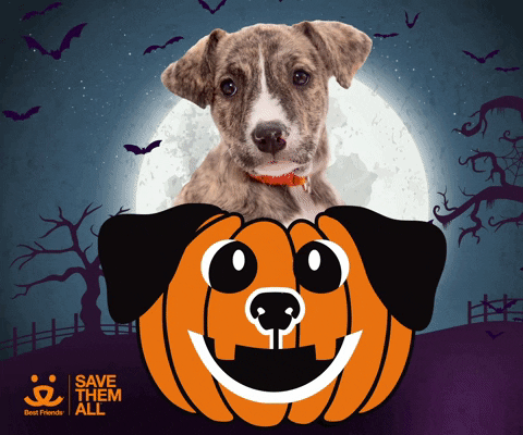 Save Them All Trick Or Treat GIF by Best Friends Animal Society