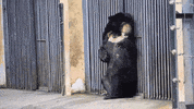 vietnam aurora GIF