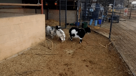 adopt best friends GIF by Best Friends Animal Society