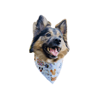Best Day Ever Disney Sticker by Geekster Pets
