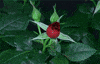 rose GIF