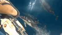 Dolphins Playfully Swim Next to Person on Boat