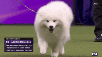 Dogs GIF by Westminster Kennel Club