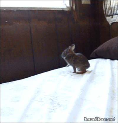 fly rabbit GIF