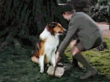 roddy mcdowall GIF