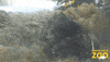 Brown Bear Reaction GIF by Brookfield Zoo
