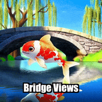 Koi Fish Travel GIF by TheConfishius