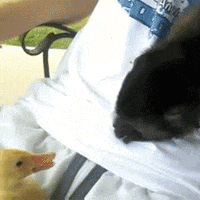 monkey duck GIF