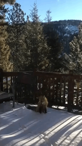 Playful Fox Frolics in Snow on Family Deck in Colorado