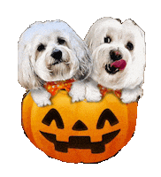Boo To You Jack O Lantern Sticker by HammyandBrody