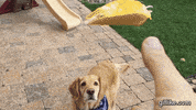 retriever catching GIF