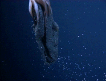 Squid Bebby Squids GIF by Digg