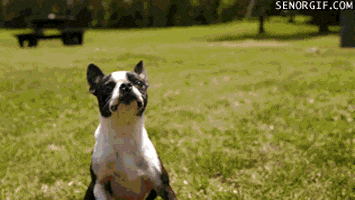 dangling boston terrier GIF by Cheezburger