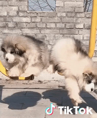 Dog Chien GIF by TikTok France