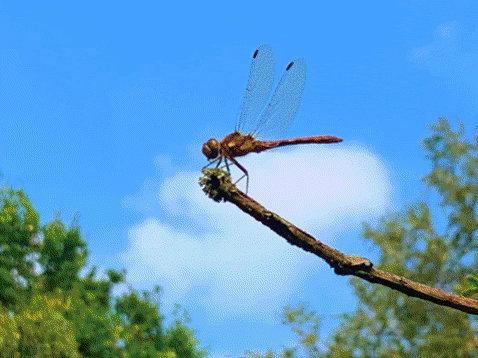 MetatroniaEnergy giphygifmaker nature dragonfly GIF