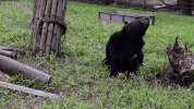 vietnam jeffrey GIF