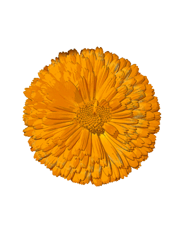 Flowers Boo Sticker by Riverslide Skatepark