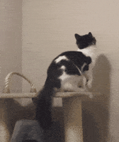 cat escape GIF