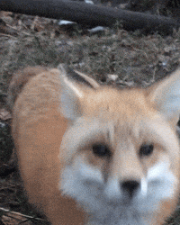 Red Fox Hello GIF by Valley Zoo Development Society