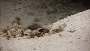 When Nature Calls Ocean GIF by ABC Network