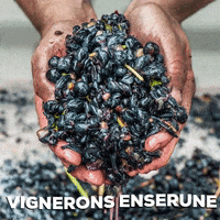 vigneronsenserune  GIF