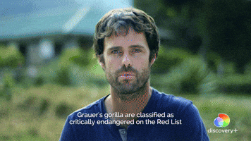 Grauer's Gorilla | Endangereed