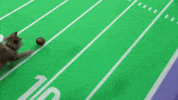 football cats GIF by Hallmark Channel