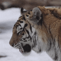 Siberian Tiger GIF by Valley Zoo Development Society