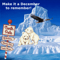Polar Bear Snow GIF