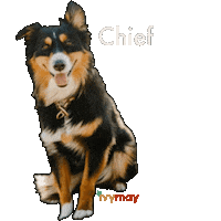 Australian Shepherd Dog Sticker by IvyMay & Co.
