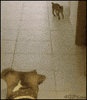 cat dog GIF
