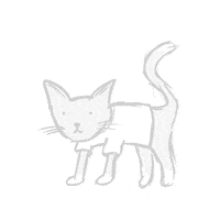 cat deal with it GIF by hoppip